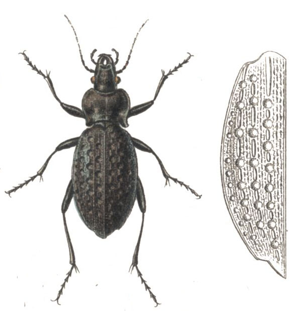 Carabus variolosus