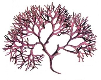 Gigartinaceae