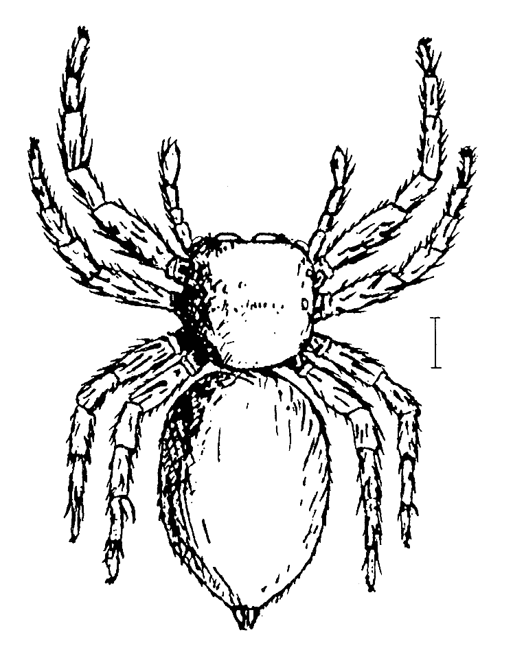Mantius