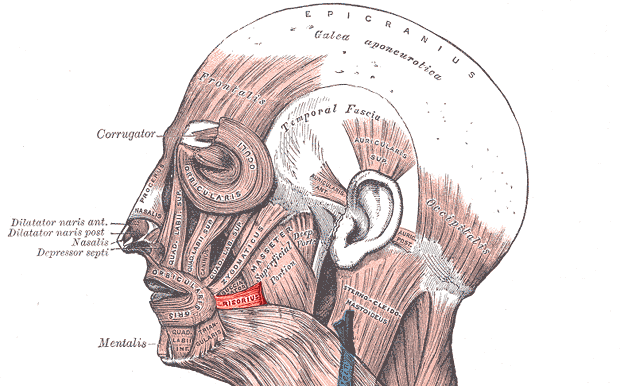 risorius muscle