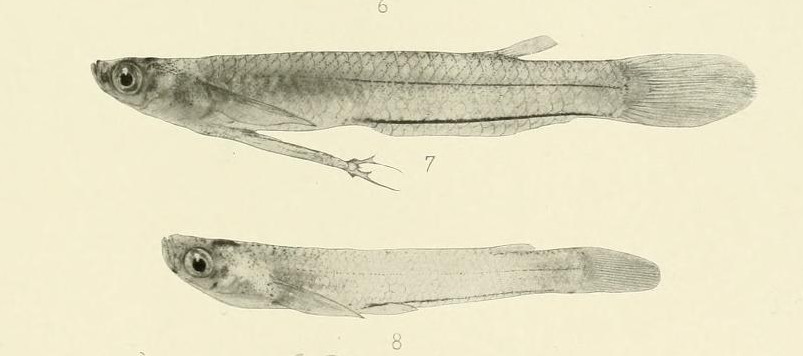 Tomeurus gracilis