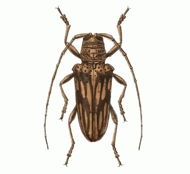 Jamesia multivittata