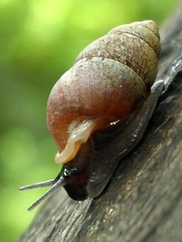 Pupinidae