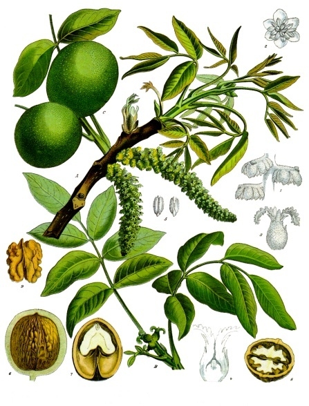 Juglandales