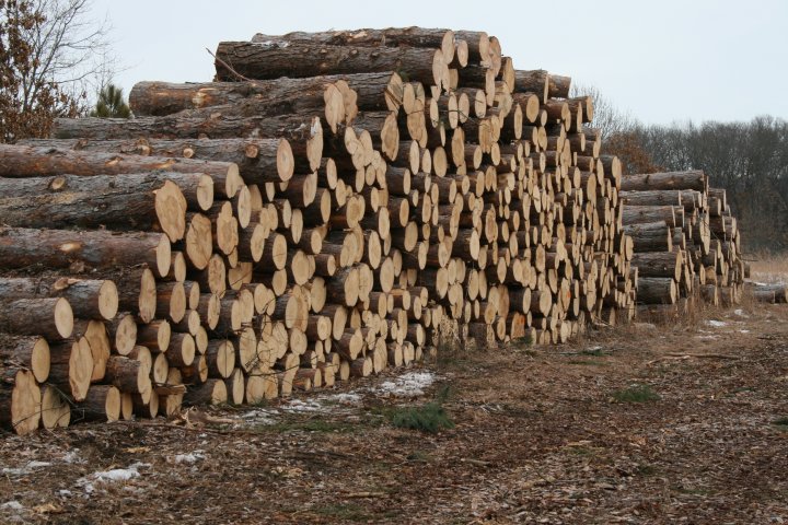logs