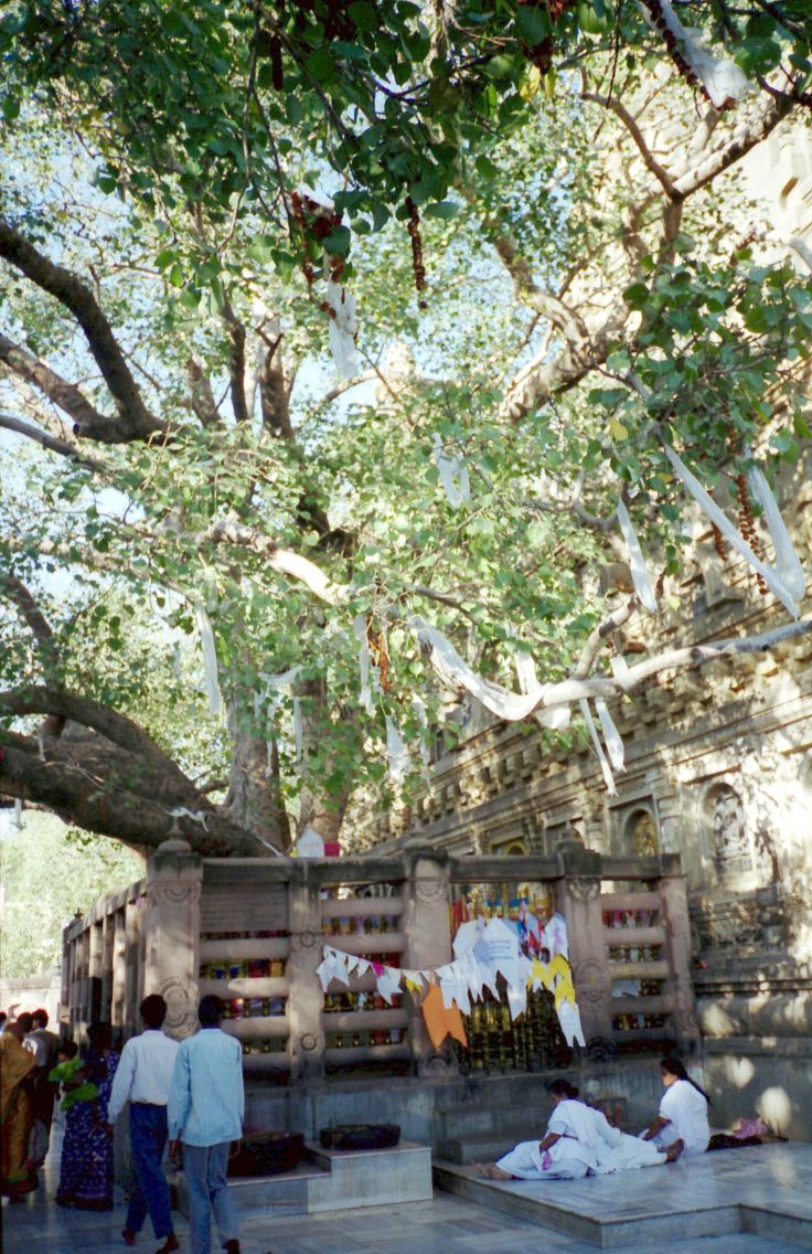 sacred tree