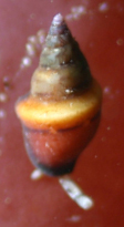 Columbellidae