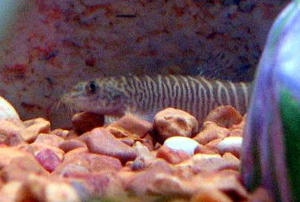 Schistura mahnerti