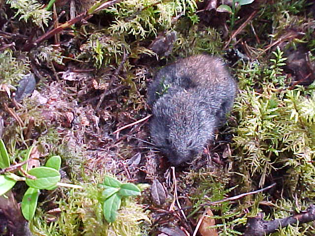 Wood Lemming