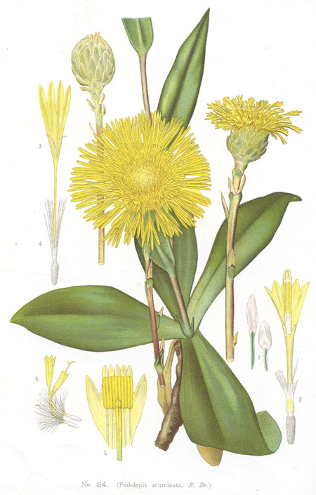 Podolepis