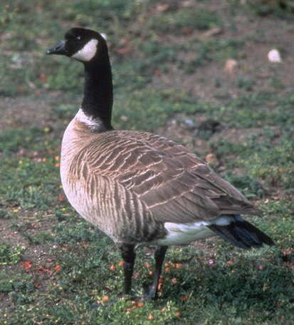 Cackling Goose