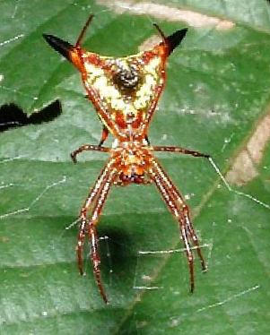 Micrathena