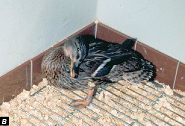 Newcastle disease virus