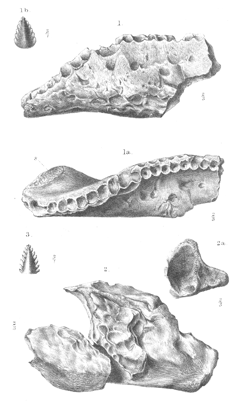 Sarcolestes