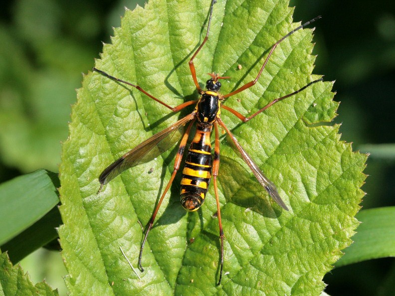 Ctenophora (Ctenophora) elegans