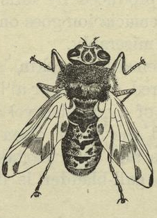 Oestridae