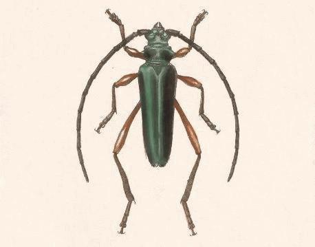 Plinthocoelium xanthogastrum