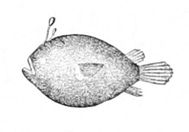 Double angler