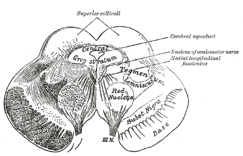 tegmentum