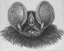 Little Big-eared bat