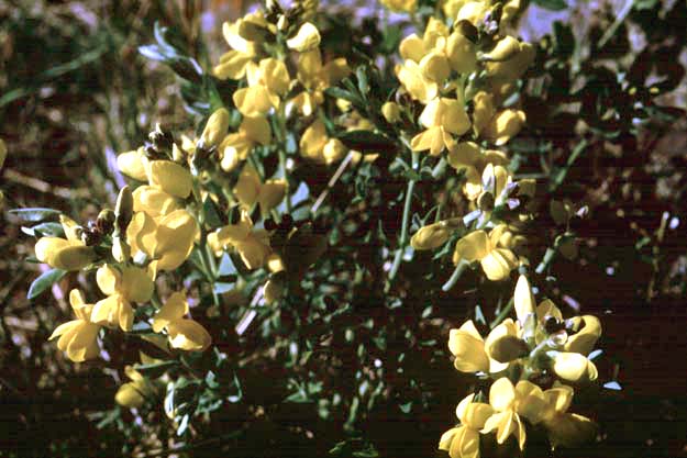 Thermopsis