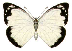 Appias paulina