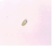Chlorodendrales
