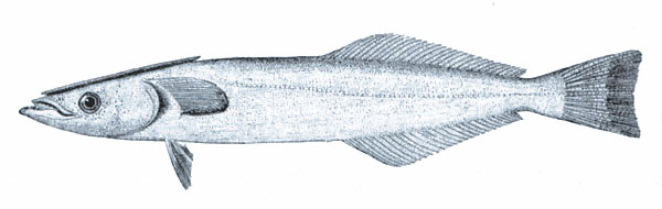 Echeneidae