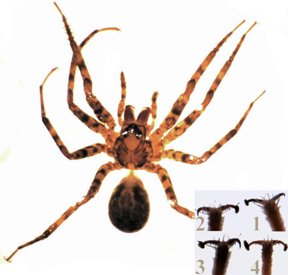 Cycloctenidae