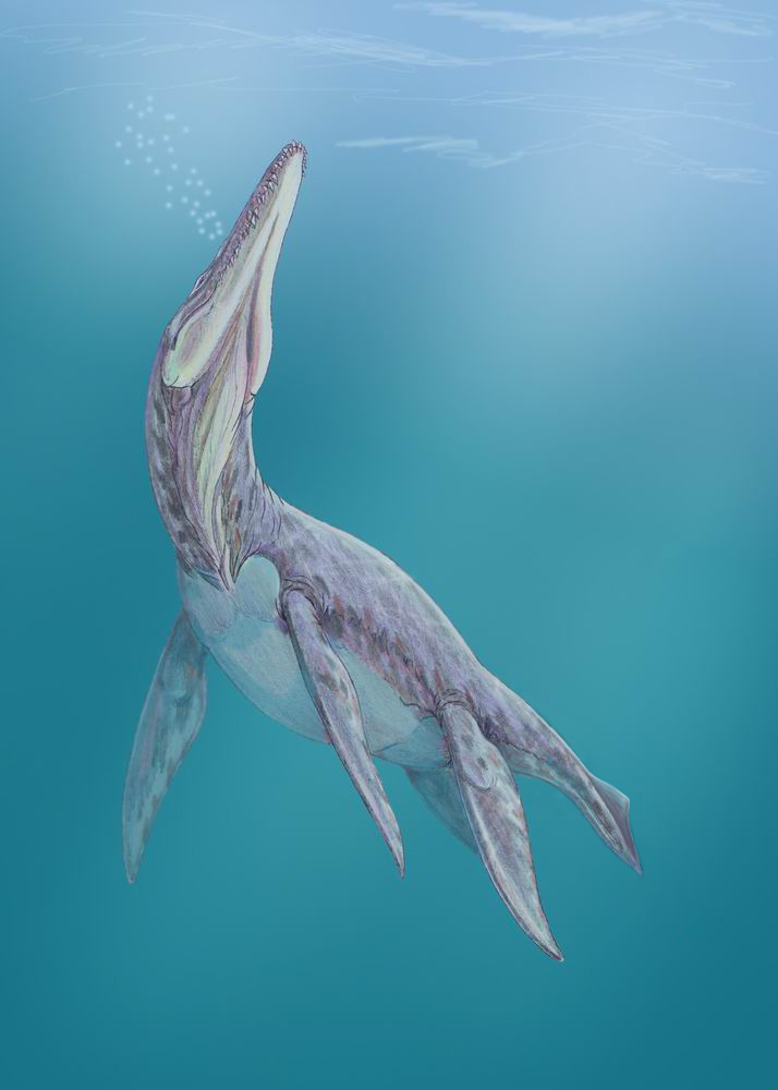 megalneusaure