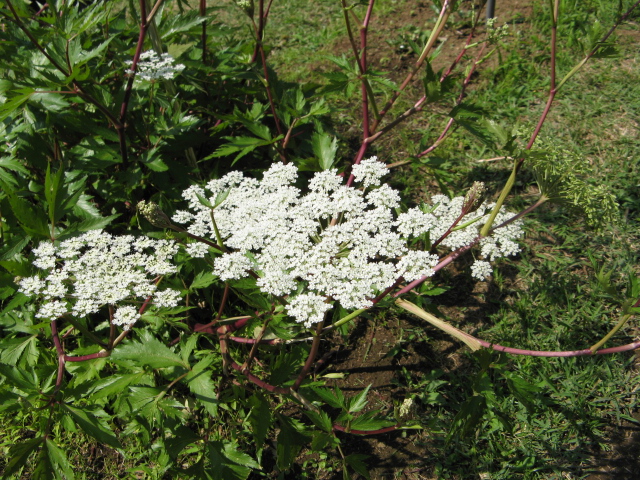 Angelica acutiloba
