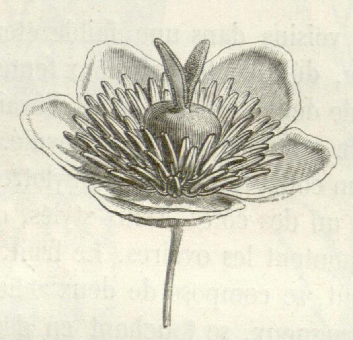 Barbeuiaceae