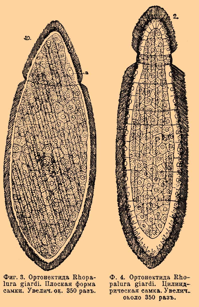 Mesozoa