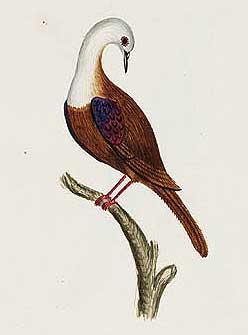 Norfolk Ground Dove
