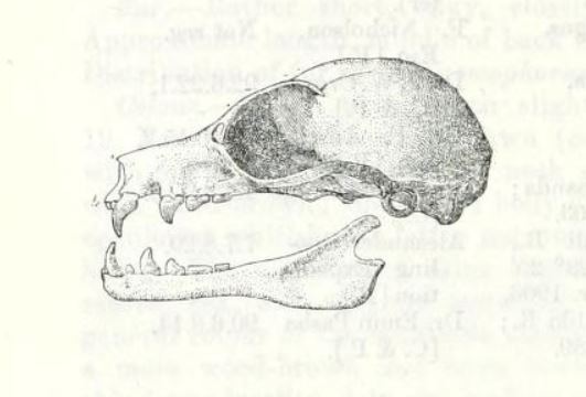 Nanonycteris veldkampii