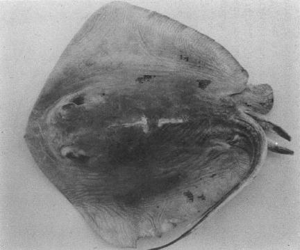 Izu stingray