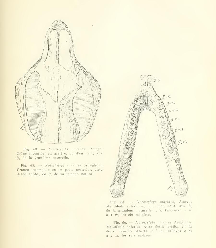 Notostylops