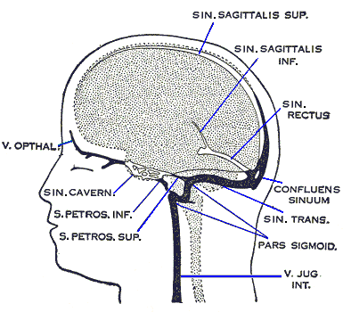 sigmoid sinus