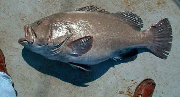 Hyporthodus