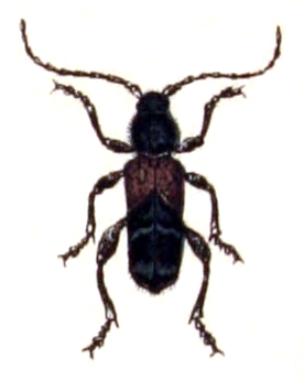 Anaglyptus