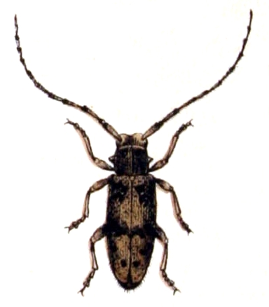 Exocentrus