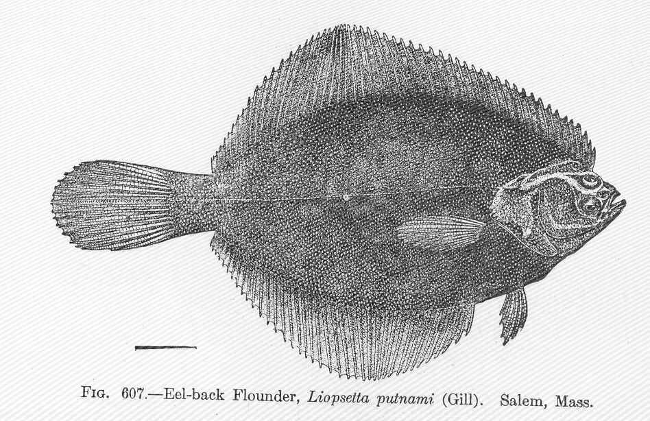 American smooth flounder