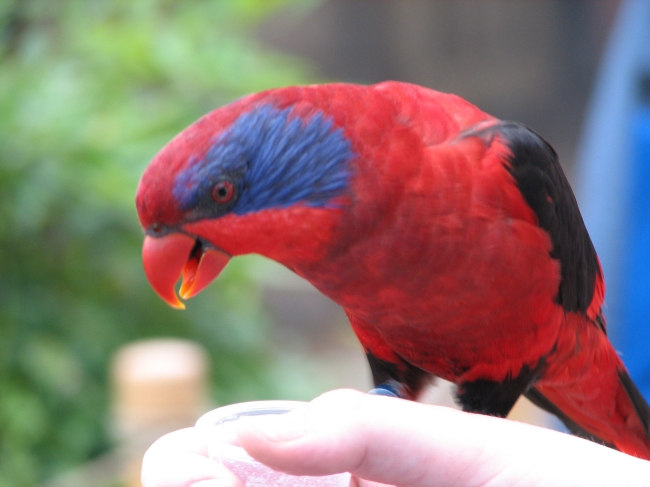 Black-winged Lory