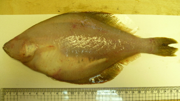 Sakhalin sole