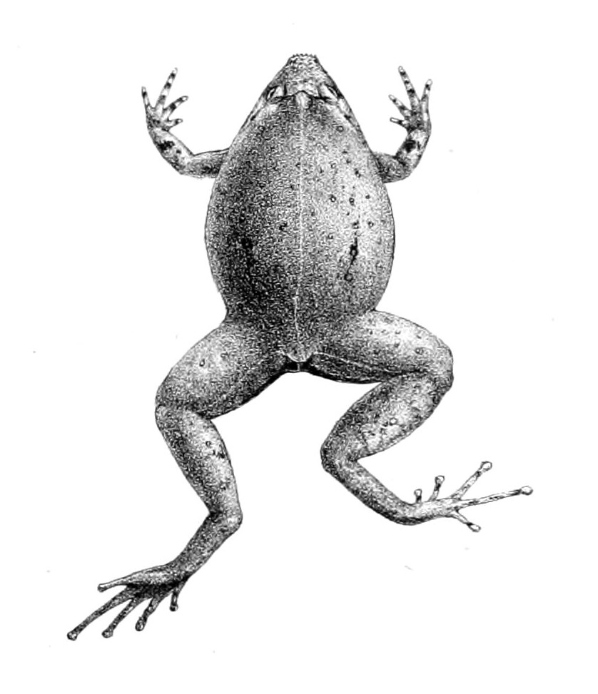 Xenorhina