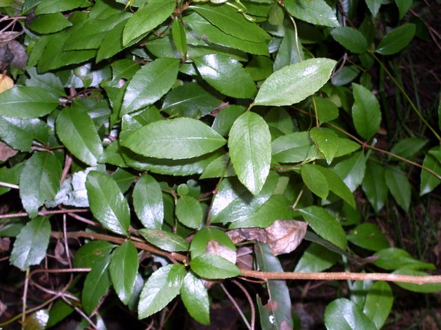Aphanopetalum