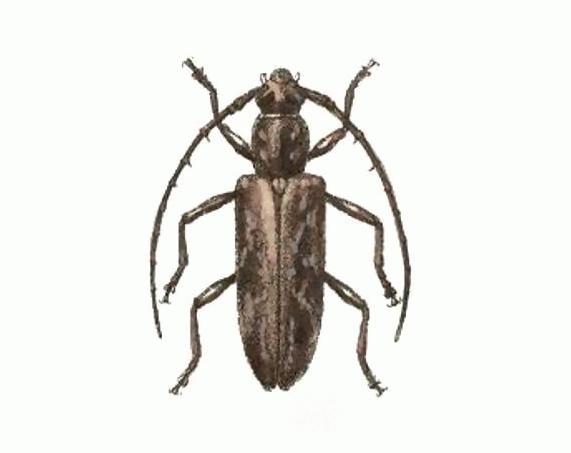 Anelaphus