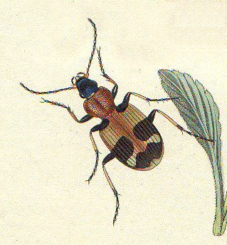Callistus lunatus