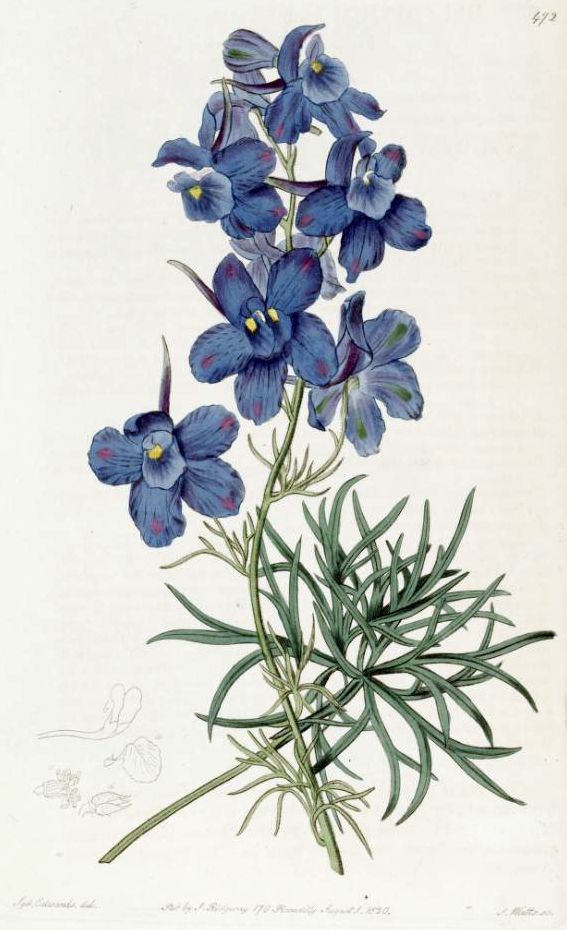 Delphinium grandiflorum