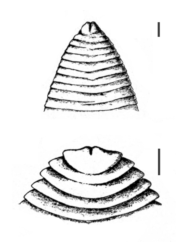 Ligula intestinalis